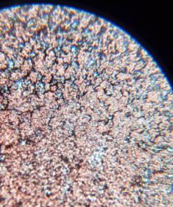 AmScope M162C-2L-PB10-WM-SP14-50P100S 40X-1000X Beginners Microscope Kit for Kids & Students w/Complete Science Accessory Kit + World of The Microscope Book 67 81swV9Xy1lL