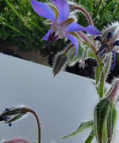 Seed Needs, Edible Wildflower Seed Packet Collection (7 Varieties of Flower Seed for Planting) Non-GMO & Untreated - Includes Viola, Pansies, Chives, Borage, Calendula, Nasturtium and Bee Balm 30 81t5mKDwdqL