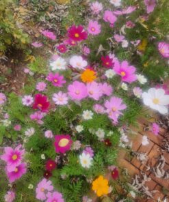 Monarch Butterfly Rescue Wildflower Seed Packet Bulk Open-Pollinated Wildflower, No Fillers, Annuals, Perennials and Milkweed Seeds for Monarch Butterfly1oz 48 81t7VX2moHL