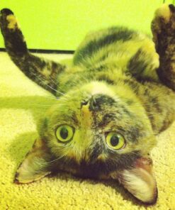 Comfort Zone with Feliway Diffuser Kit for Cat Calming, 1 Diffuser and 1 Refill 22 81t8OixgRxL