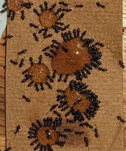 TERRO Liquid Ant Killer ll T200, 2 oz 42 81t8Y2B1KPL