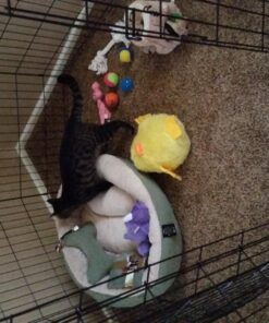 MidWest Homes for Pets Foldable Metal Dog Exercise Pen / Pet Playpen, Black w/ door, 24'W x 48'H, 1-Year Manufacturer's Warranty 48" H 49 81tBD6kELmL