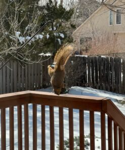 Squirrel Buster Standard Squirrel-proof Bird Feeder w/4 Metal Perches, 1.3-pound Seed Capacity, garden green 31 81tBNmqs8YL