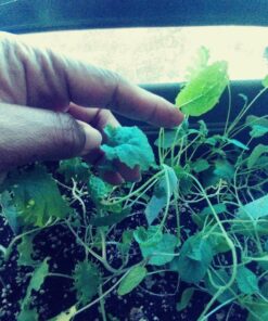 Espoma Organic Potting Soil Mix - All Natural Potting Mix For All Indoor & Outdoor Containers Including Herbs & Vegetables. For Organic Gardening, 8qt. bag. Pack of 1 50 81tHaLKDCkL 1