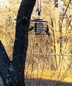 More Birds Squirrel-X Double Suet Feeder, Outdoor Wild Bird Feeder, Cage Bird Feeder, 2 Suet Cake Capacity 20 81tJdFnO QL