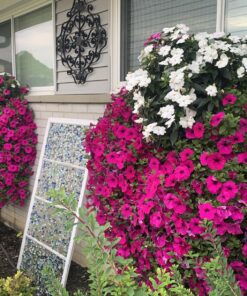 Jack's Classic Blossom Booster 10-30-20 Water Soluble Plant Food for Flowering Plants, 1.5lb 1.5 Pounds 24 81tK43FeyNL