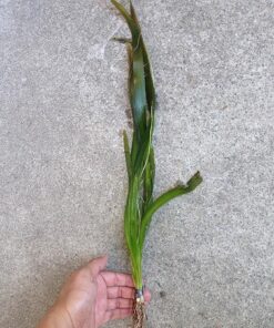 Jungle Vallisneria Rooted Plants 15-20 inches Tall - Easy Background Aquarium Plants 22 81tNO7AoiuL