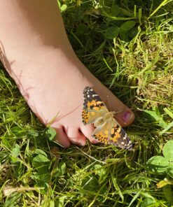 Insect Lore 5 Live Caterpillars Cup of Caterpillars Butterfly Kit Refill - Plus Butterfly Life Cycle Stages Toy Figurines - Shipped Now 65 81tO8gGsofL