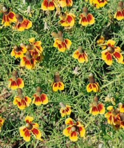Outsidepride Ratibida Mexican Hat Wild Flower Attractant & Pollinator for Bees & Butterflies - 5000 Seeds 13 81tRuxXorL