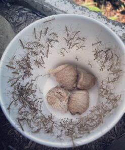 Praying Mantis Egg Case with Hatching Habitat Cup - 2 Praying Mantids Egg Cases 2 Egg Pod Habitat Cup 52 81tUEHxnHAL