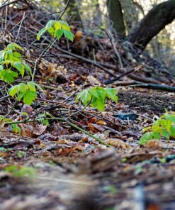 OM SYSTEM OLYMPUS M.Zuiko Digital 40-150mm F4.0-5.6 R Black For Micro Four Thirds System Camera, 3.75x Zoom Lens, Portable Design Standard Packaging 73 81tUtsODwyL