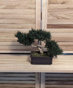 Artificial Japanese Cedar Bonsai Tree 9 inch Tall 20 81tXfGL7A9L