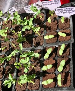Cucumber, Long Green Improved Seeds, NON-GMO, 25 seeds per package,Long Green Improved Cucumber is a strong, vigorous producer . 9 81tboisrblL