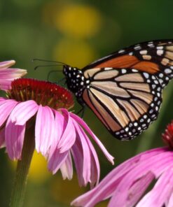 KODAK PIXPRO Astro Zoom AZ421-WH 16MP Digital Camera with 42X Optical Zoom and 3" LCD Screen (White) White Camera Only 42 81tdeilQAxL