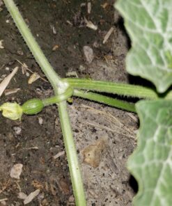 Plant Revolution PRPSGW01 Premium White Mycorrhizae, 1 oz, 1 Ounce, Gray 33 81teQX3qL4L