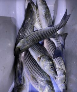 YakAttack Omega Fishing Rod Holder with Track Mounted LockNLoad Mounting System, Pro and Standard Edition - Multiple Colors | Kayak Fishing Accessories Black (Professional) 40 81tfVAgigJL