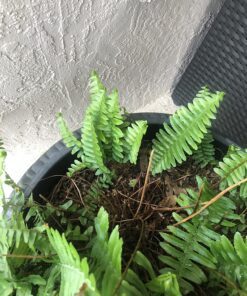 Jobe’s 05101, Fertilizer Spikes, For Fern & Palm, 30 Spikes 26 81tgmUrQKkL