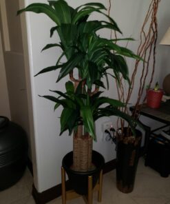 Nearly Natural 6648 4ft. Corn Stalk Dracaena Silk Plant (Real Touch),Green 36 81thGM7ILoL