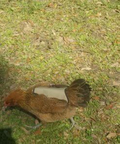 Hen Saver Poultry health equipment Single Strap Hen Apron Chicken Saddle, Khaki, Large US 30 81tizJRKy L