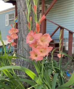 Scotts Super Bloom Water Soluble Plant Food, 2 lb - NPK 12-55-6 - Fertilizer for Outdoor Flowers, Fruiting Plants, Containers and Bed Areas - Feeds Plants Instantly 61 81tjzk08cFL