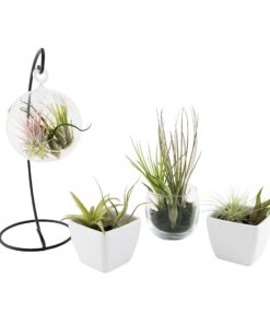 Air Plants Tillandsia Assortment 10 Pack Easy Houseplants for Beginners Small to Medium 1.5"-6"+ 19 81tnNddR2xL