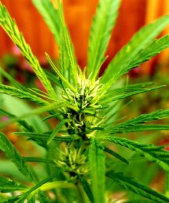 Humboldts Secret Set of A & B Liquid Hydroponics Fertilizer - World's Best Nutrient System – Hydroponic Nutrients for Outdoor, Indoor Plants – Supports Vegetative and Flowering Stages of Plants 32 Ounce 38 81tomLkCH5L