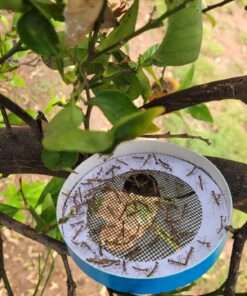Praying Mantis (5) Egg Cases with Habitat Cup- 5 Egg Cases & 1,500 Live Ladybugs 36 81tqo8zmvHL 1