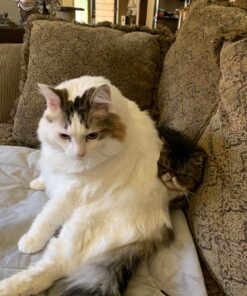 K&H Pet Products Self-Warming Crate Pad, Warming Dog Crate Bed, Machine Washable Dog Crate Mat, Gray X-Small 14 X 22 Inches 22.0"L x 14.0"W x 1.0"Th 40 81tuS8DFDML