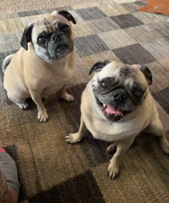 Three Dog Bakery Soft Baked Classic Cookies with Oats and Apple, Premium Treats for Dogs, 13 Ounce Box (114334) 13 Ounce (Pack of 1) 27 81tvjk8Q6IL