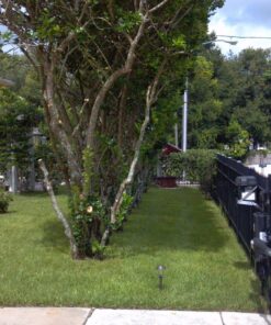 Scotts Turf Builder Starter Fertilizer for New Grass, Use When Planting Seed, 5,000 sq. ft., 15 lbs. Standard 5,000 sq. ft. 50 81txhauQtL