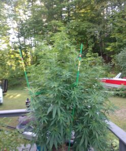 Humboldts Secret Set of A & B Liquid Hydroponics Fertilizer - World's Best Nutrient System – Hydroponic Nutrients for Outdoor, Indoor Plants – Supports Vegetative and Flowering Stages of Plants 32 Ounce 39 81u yf3OeiL