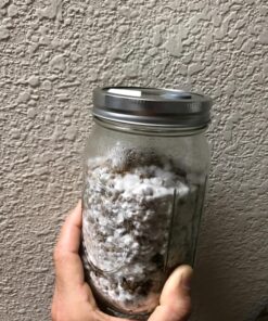 Sterilized Rye Berry Mushroom Substrate in Injectable Quart Jars 8 81u1Re78FaL