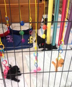 Oodles of Noodles Foam Pool Swim Noodles - 5 Pack multicolored 31 81u2e7XAwrL