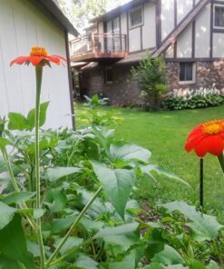 Outsidepride Tithonia Speciosa Red Mexican Sunflower Garden Cut Flowers - 1000 Seeds 58 81u65BbBNuL