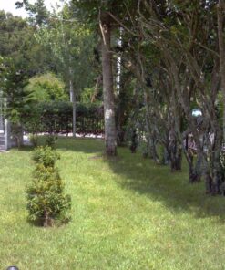 Scotts Turf Builder Starter Fertilizer for New Grass, Use When Planting Seed, 5,000 sq. ft., 15 lbs. Standard 5,000 sq. ft. 53 81uEC6TFaSL