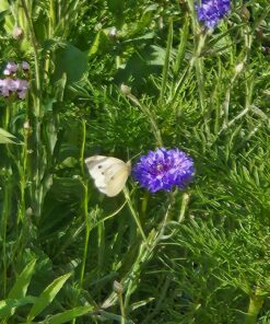 Wildflower Seeds Butterfly and Humming Bird Mix - Large 1 Ounce Packet 7,500+ Seeds - 23 Open Pollinated Annual and Perennial Species 1 Ounce Pouch 46 81uEkR7xs7L