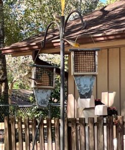 C&S Peanut Delight No Melt Suet Dough, 12/pack 11.75 Ounces Peanut 12-Pack 44 81uG320sz9L 2