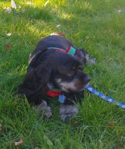 Whistle 3 / GPS Pet Tracker & Activity Monitor / Grey 58 81uKEVmJxCL