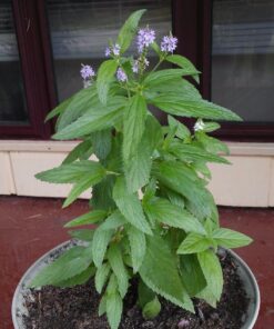 Outsidepride Verbena Hastata Blue Vervain Pollinating Wild Flower Plants - 5000 Seeds 19 81uKiTqBIGL