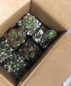 Shop Succulents | Assorted Collection of Live Succulent Plants, Hand Selected Variety Pack of Mini Succulents | | Collection of 5 in 2" pots 21 81uLcZo2XoL