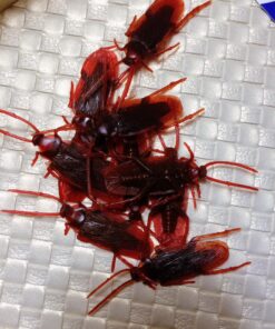 Loftus 12- Fake Roaches Prank Novelty Cockroach 9 81uOXFJ8amL