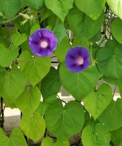 Seed Needs, Large 2.1 Ounce Package of 30,000+ Dazzling Blue Wildflower Seeds for Planting (99% Pure Live Seed Butterfly Attracting Wildflower Mixture - NO Filler) - Bulk 41 81uTx8FBh0L