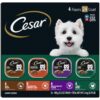 CESAR Adult Wet Dog Food Classic Loaf in Sauce Poultry Variety Pack,. Easy Peel Trays with Real Chicken, Turkey or Duck, 3.5 Ounce (Pack of 24) 3.5 Ounce (Pack of 24) multi 40 81uUfUInBGL