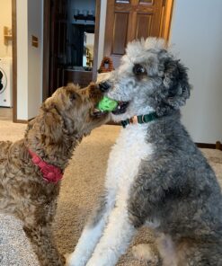 JW Pet Crackle Heads Crackle Ball, Small 29 81ufruyOJJL