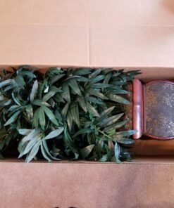 Nearly Natural 6718 35in. Double Bamboo Palm with Decorative Planter Silk Plant,Green Green 35in. 23 81uiiqAbIxL