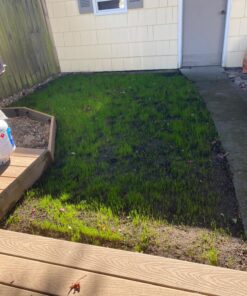 Jonathan Green (10622) Black Beauty Dense Shade Grass Seed - Cool Season Lawn Seed (1 lb) 1 lb 28 81umTcP6JIL