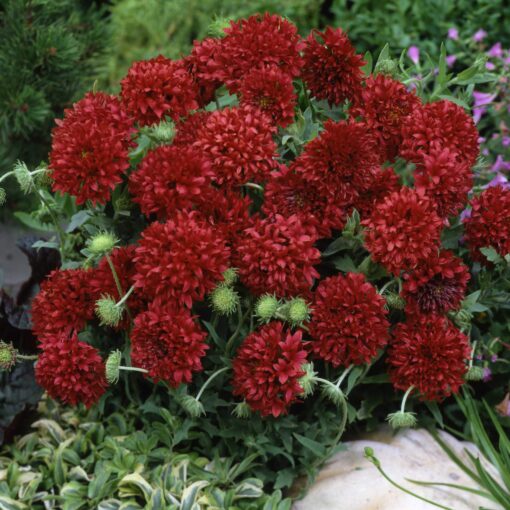 Outsidepride Gaillardia Pulchella Red Blanket Flower Heat & Drought Tolerant Garden Plants - 1000 Seeds