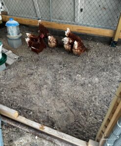 Hatortempt 10lbs Bulk Dried Mealworms - Premium Non-GMO Organic Chicken Feed, Nutritious High Protein Meal Worms- Food and Treats for Laying Hens, Wild Birds, Ducks, Reptiles, Fish, Hedgehogs, Turtles 10 Pound (Pack of 1) 34 81uqGUgQjGL