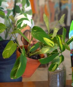 Espoma Organic Potting Soil Mix - All Natural Potting Mix For All Indoor & Outdoor Containers Including Herbs & Vegetables. For Organic Gardening, 8qt. bag. Pack of 1 37 81uryE10rfL 1