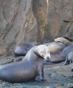 Fujifilm FinePix XP80 Waterproof Digital Camera with 2.7-Inch LCD (Yellow) Yellow 84 81usD9oxtXL